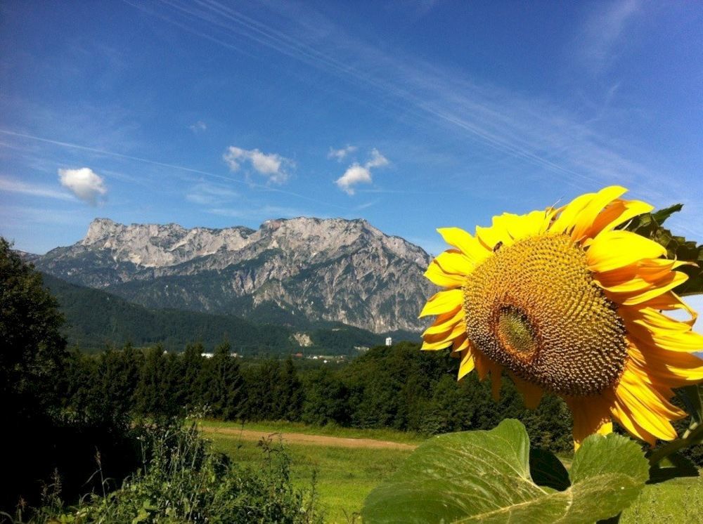 Pension David Hotel Puch bei Hallein Exterior photo